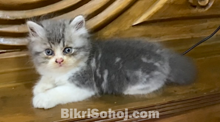 Pure Persian all male kitten